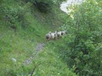 Youri - Ecrins 2005 020